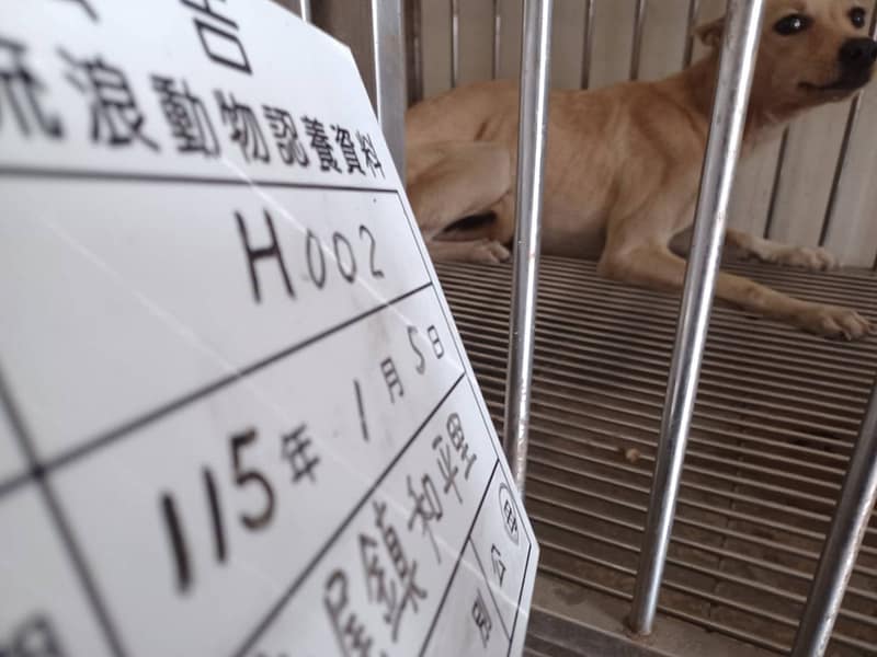 【待認養】混種犬 狗 (女生) - 雲林縣流浪動物收容所