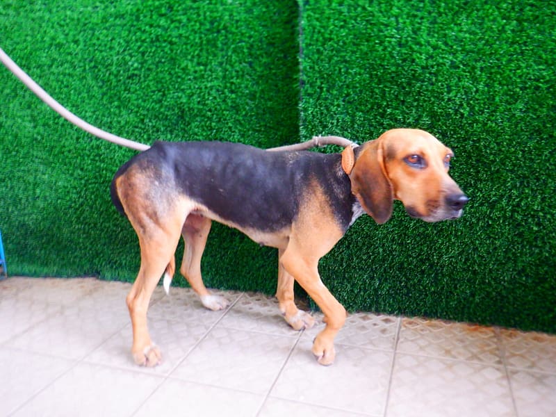 【待認養】米格魯犬 狗 (女生) - 南投縣公立動物收容所