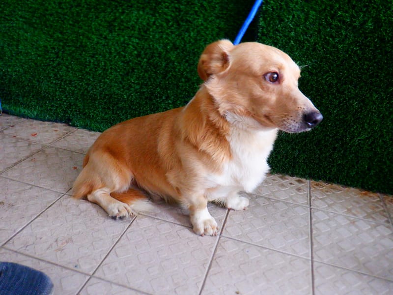 【待認養】臘腸犬 狗 (男生) - 南投縣公立動物收容所