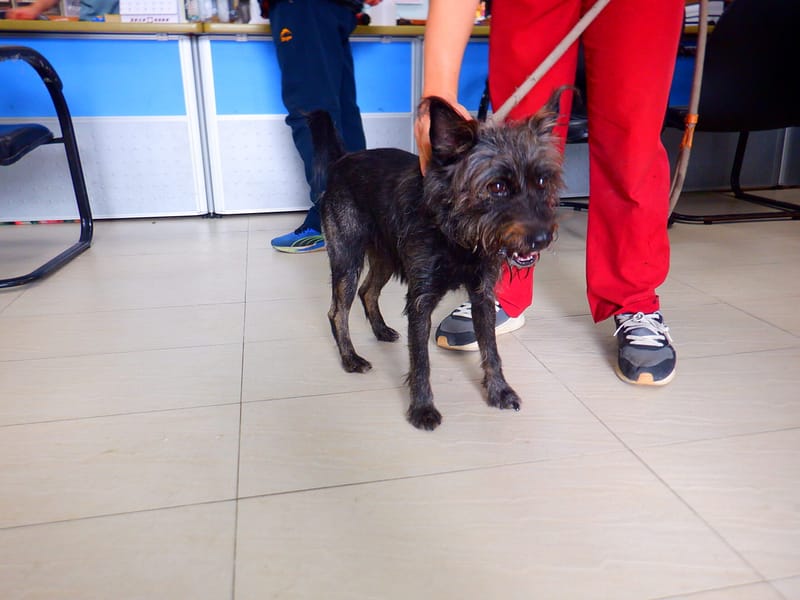 【待認養】混種犬 狗 (男生) - 南投縣公立動物收容所