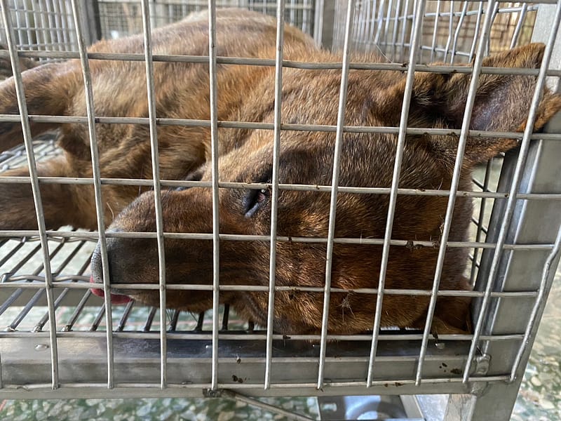 【待認養】混種犬 狗 (男生) - 臺南市動物之家善化站