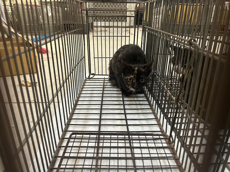 【待認養】混種貓 貓 (女生) - 金門縣動物收容中心