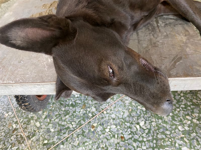 【待認養】混種犬 狗 (女生) - 臺南市動物之家善化站