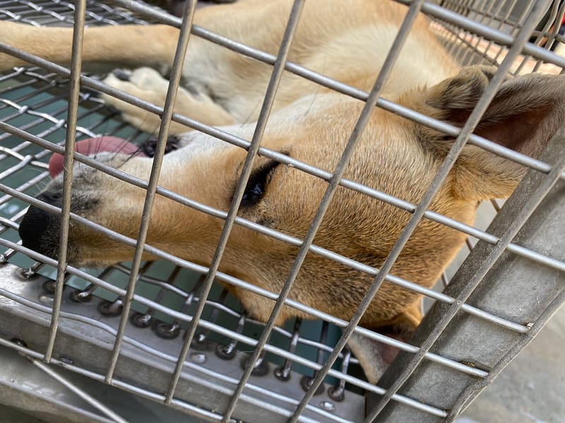 【待認養】混種犬 狗 (女生) - 臺南市動物之家善化站