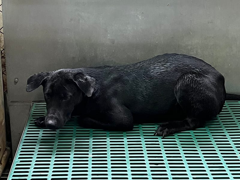 【待認養】混種犬 狗 (男生) - 彰化縣流浪狗中途之家