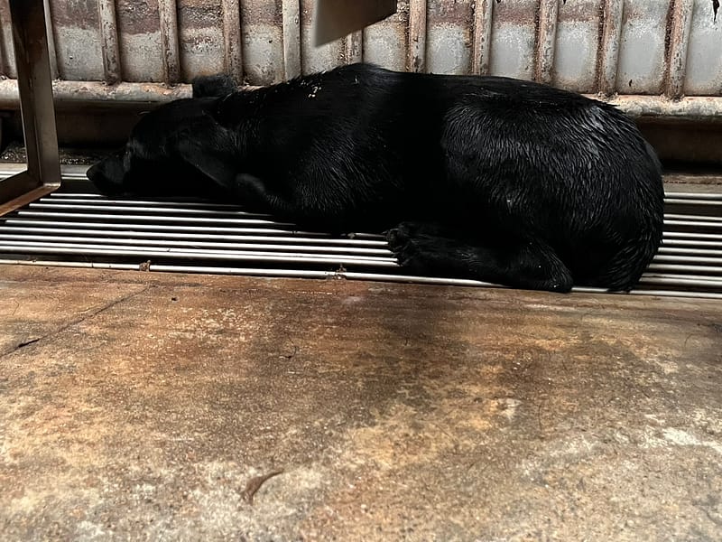 【待認養】混種犬 狗 (女生) - 彰化縣流浪狗中途之家