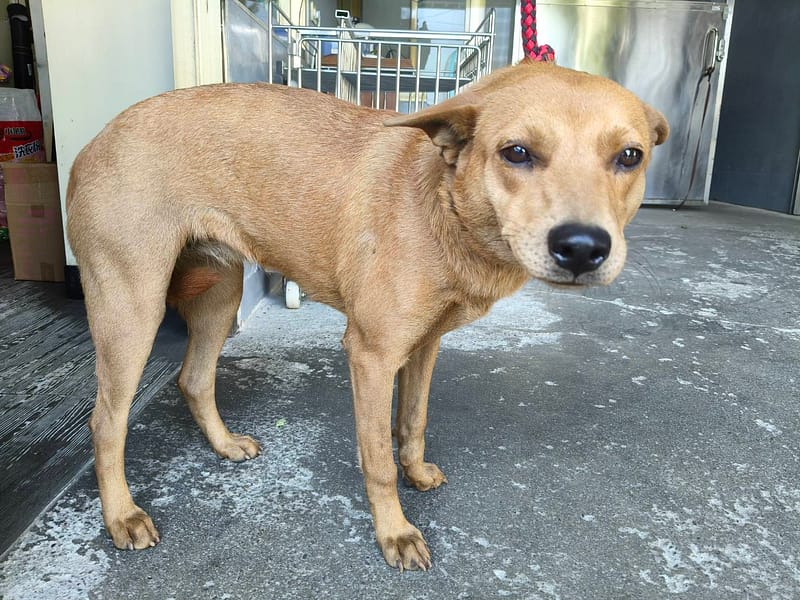 【待認養】混種犬 狗 (女生) - 新北市板橋區公立動物之家