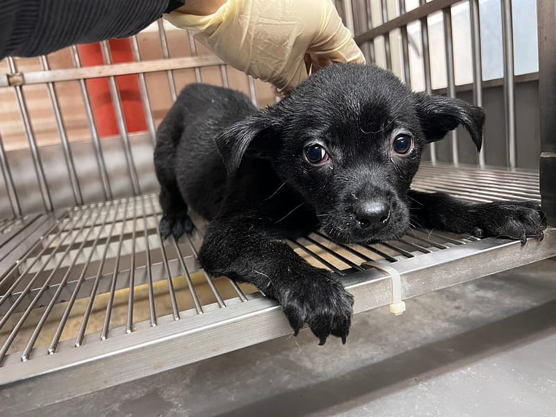 【待認養】混種犬 狗 (女生) - 桃園市動物保護教育園區