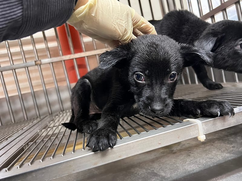 【待認養】混種犬 狗 (女生) - 桃園市動物保護教育園區