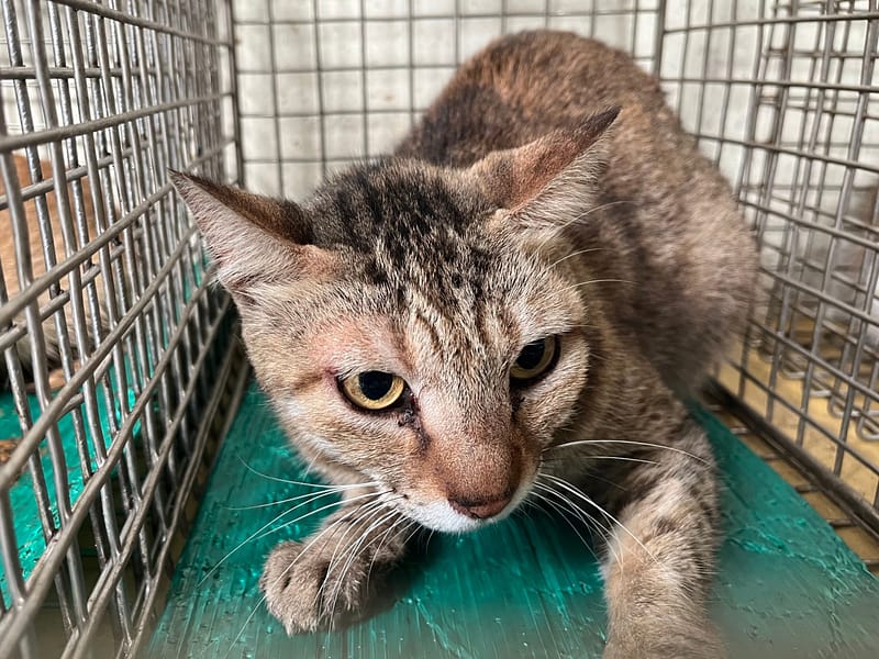 【待認養】混種貓 貓 (女生) - 臺北市動物之家