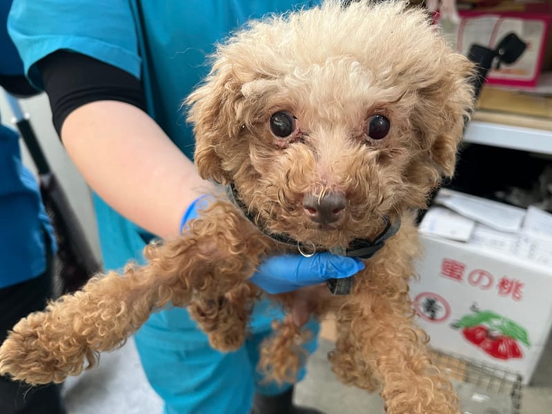 【待認養】貴賓犬 狗 (女生) - 臺北市動物之家