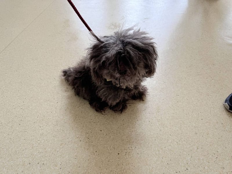 【待認養】貴賓犬 狗 (女生) - 新竹市動物保護教育園區