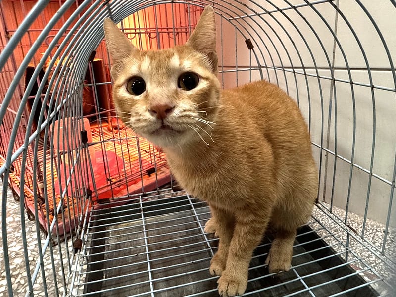 【待認養】混種貓 貓 (女生) - 高雄市壽山動物保護教育園區