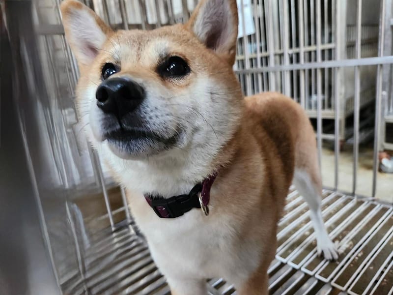 【待認養】柴犬 狗 (女生) - 新北市板橋區公立動物之家