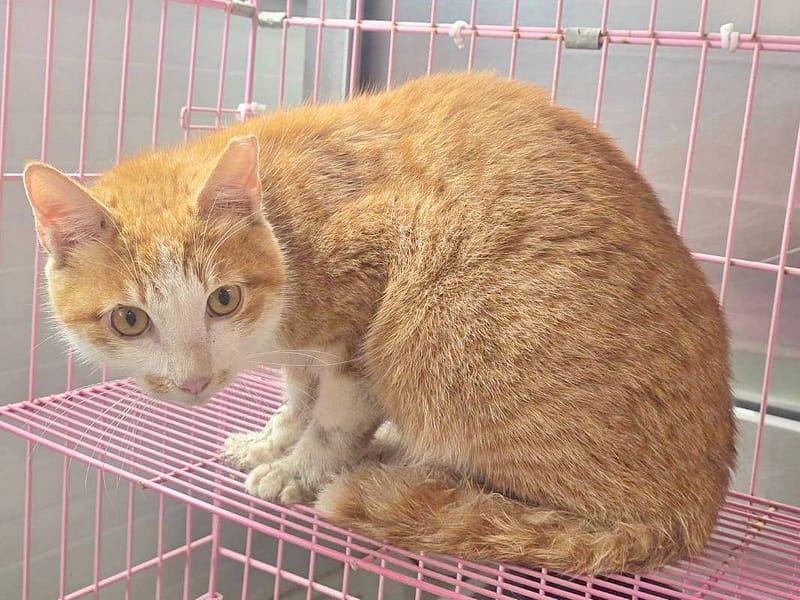 【待認養】混種貓 貓 (男生) - 臺北市動物之家