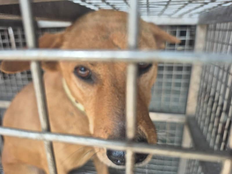 【待認養】混種犬 狗 (男生) - 臺南市動物之家善化站