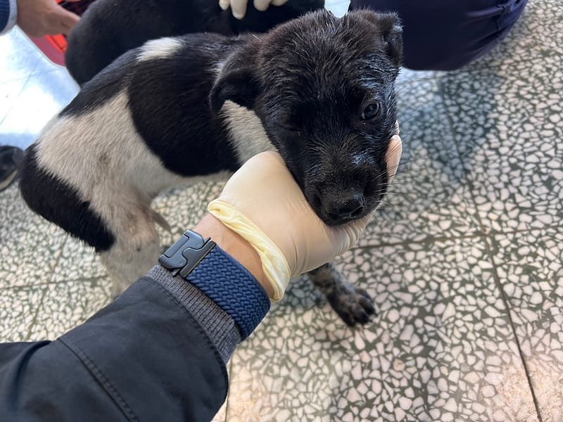 【待認養】混種犬 狗 (男生) - 桃園市動物保護教育園區