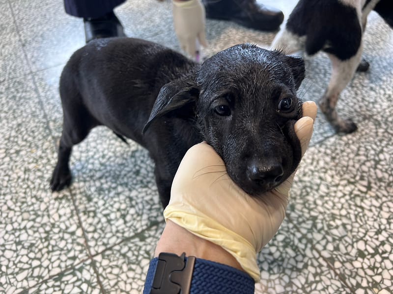 【待認養】混種犬 狗 (女生) - 桃園市動物保護教育園區