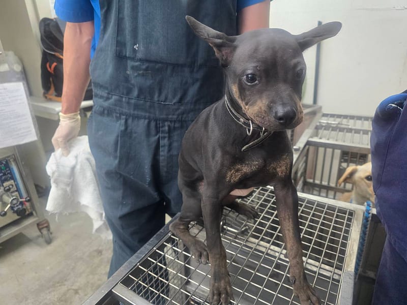 【待認養】混種犬 狗 (男生) - 臺北市動物之家