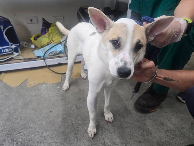 【待認養】混種犬 狗 (女生) - 臺北市動物之家