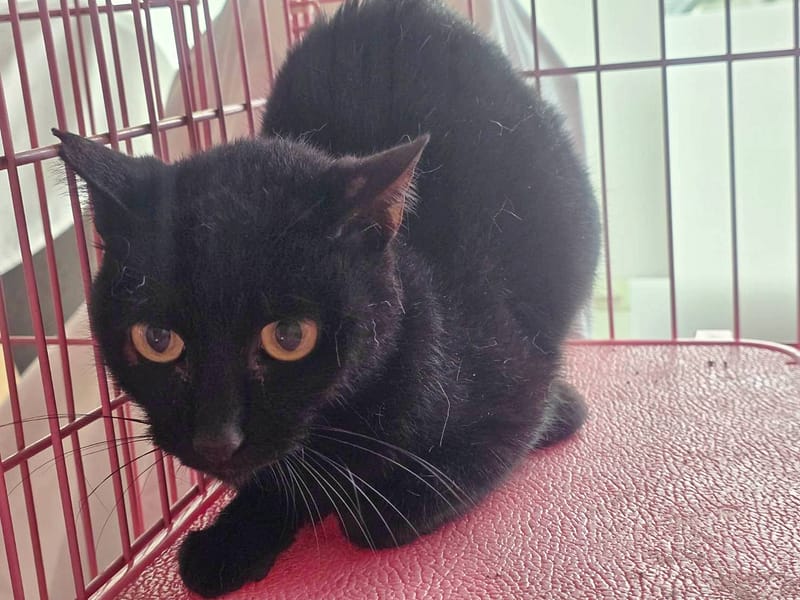 【待認養】混種貓 貓 (女生) - 臺北市動物之家