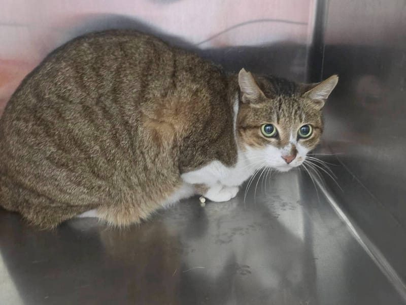 【待認養】混種貓 貓 (女生) - 臺北市動物之家