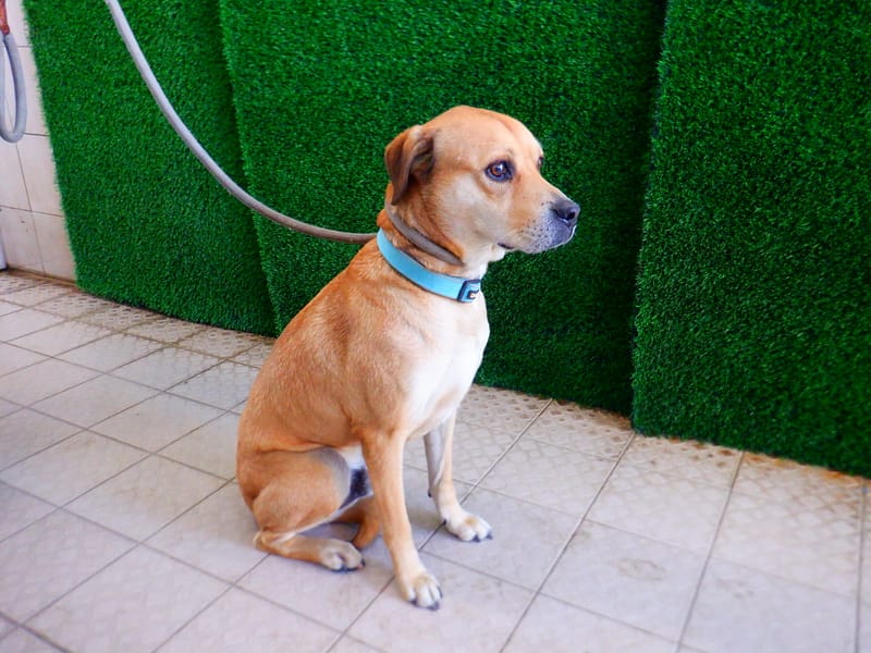 【待認養】混種犬 狗 (男生) - 南投縣公立動物收容所