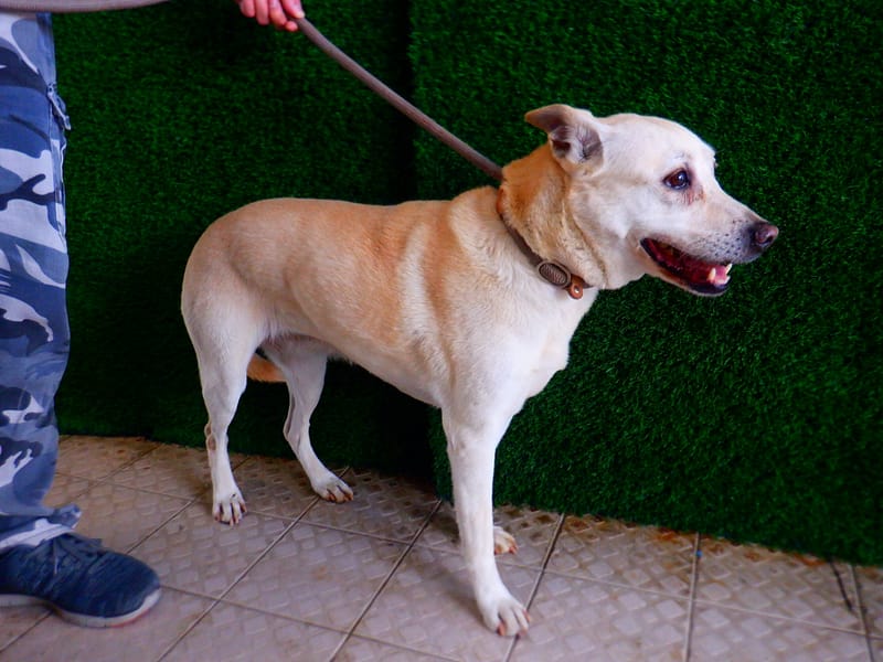 【待認養】混種犬 狗 (女生) - 南投縣公立動物收容所