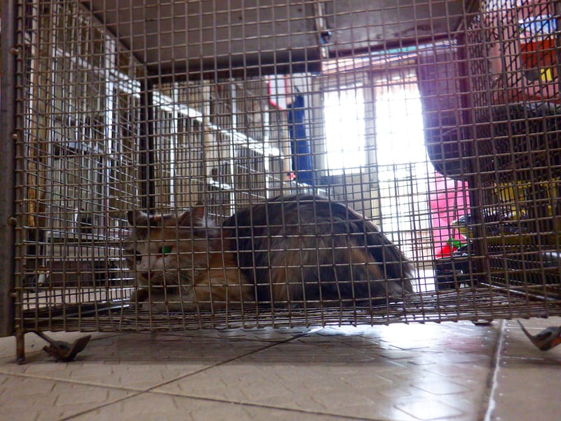 【待認養】混種貓 貓 (女生) - 南投縣公立動物收容所