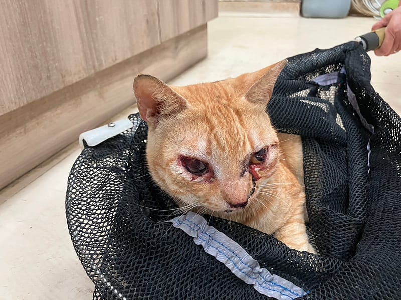 【待認養】混種貓 貓 (男生) - 新竹市動物保護教育園區