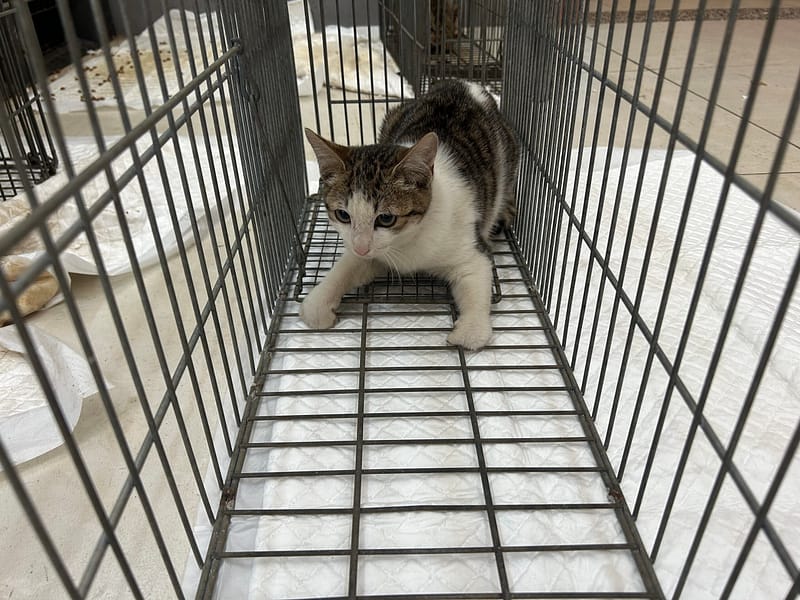 【待認養】混種貓 貓 (女生) - 金門縣動物收容中心