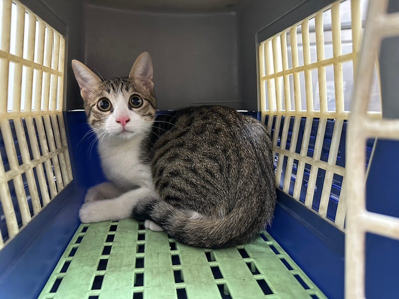 【待認養】混種貓 貓 (男生) - 臺北市動物之家