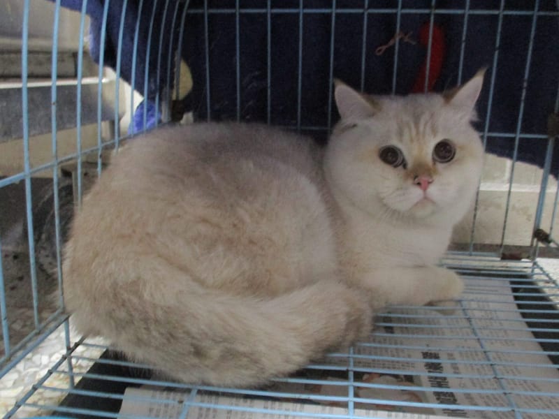 【待認養】英國短毛貓 貓 (男生) - 高雄市壽山動物保護教育園區