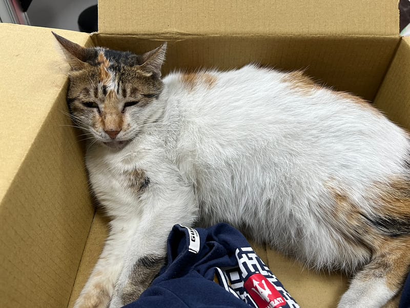 【待認養】混種貓 貓 (女生) - 彰化縣流浪狗中途之家