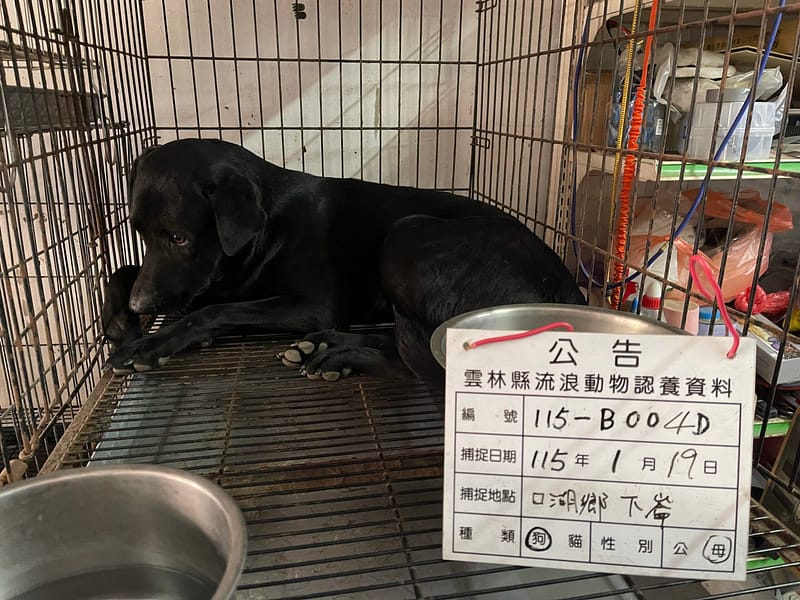 【待認養】混種犬 狗 (女生) - 雲林縣流浪動物收容所