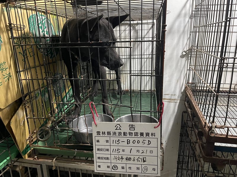 【待認養】混種犬 狗 (男生) - 雲林縣流浪動物收容所