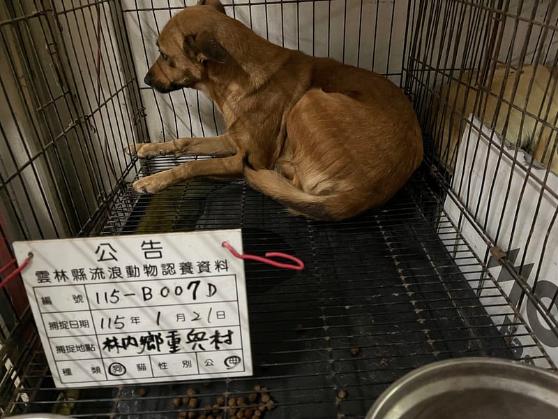 【待認養】混種犬 狗 (女生) - 雲林縣流浪動物收容所