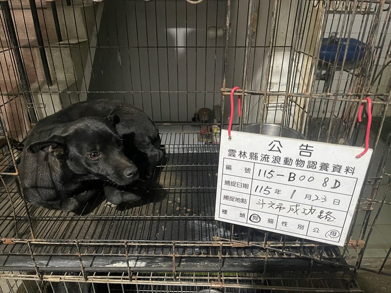 【待認養】混種犬 狗 (女生) - 雲林縣流浪動物收容所