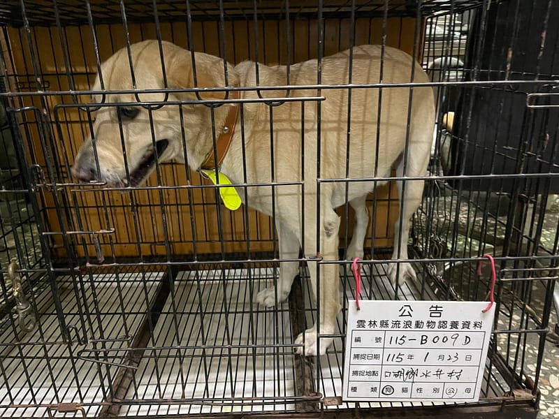 【待認養】拉不拉多犬 狗 (男生) - 雲林縣流浪動物收容所