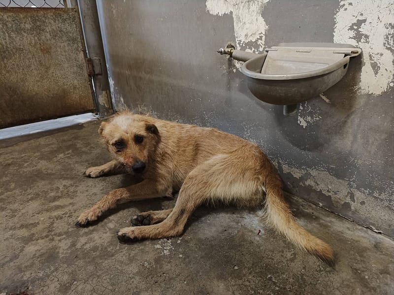 【待認養】混種犬 狗 (女生) - 新竹市動物保護教育園區