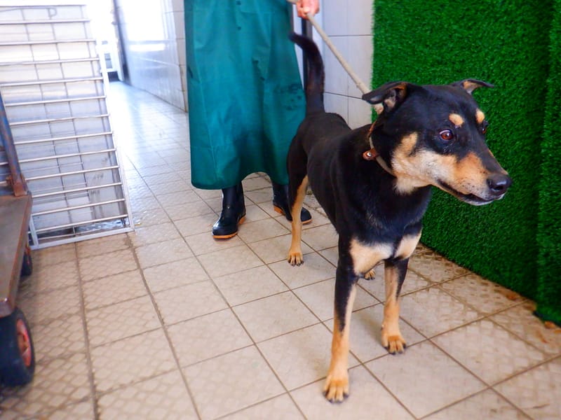 【待認養】混種犬 狗 (男生) - 南投縣公立動物收容所