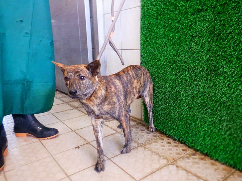 【待認養】混種犬 狗 (女生) - 南投縣公立動物收容所