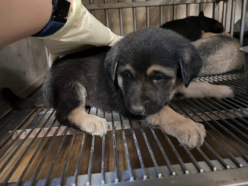 【待認養】混種犬 狗 (男生) - 桃園市動物保護教育園區