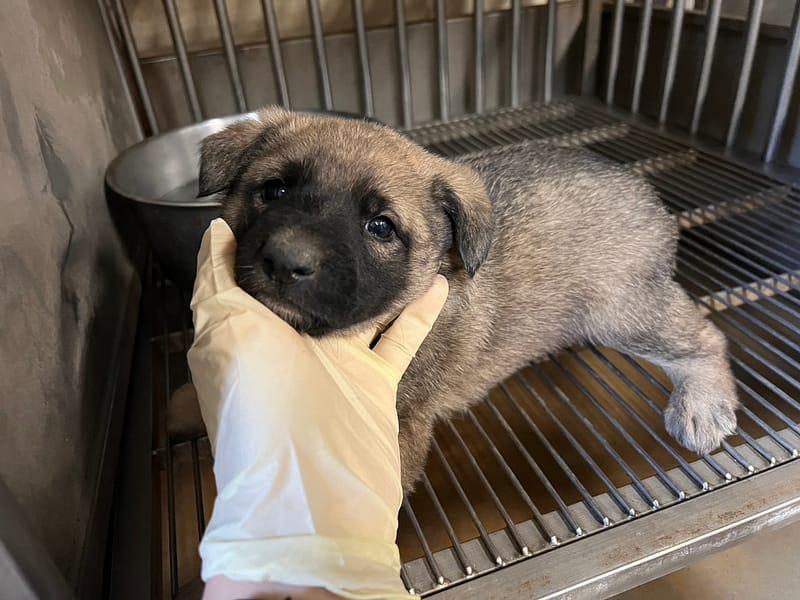 【待認養】混種犬 狗 (男生) - 桃園市動物保護教育園區