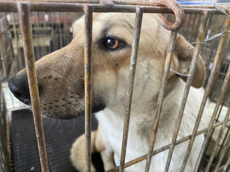 【待認養】混種犬 狗 (男生) - 臺南市動物之家善化站