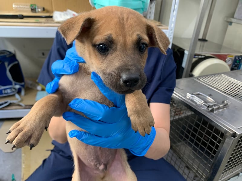 【待認養】混種犬 狗 (男生) - 臺北市動物之家