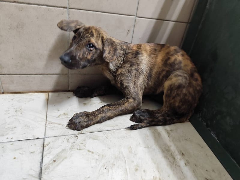 【待認養】混種犬 狗 (男生) - 高雄市燕巢動物保護關愛園區