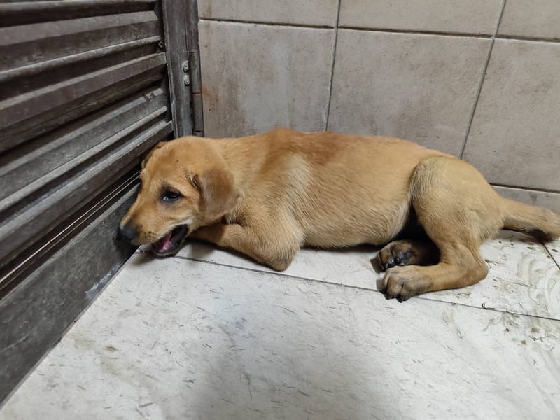 【待認養】混種犬 狗 (女生) - 高雄市燕巢動物保護關愛園區