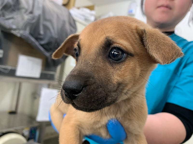 【待認養】混種犬 狗 (男生) - 臺北市動物之家