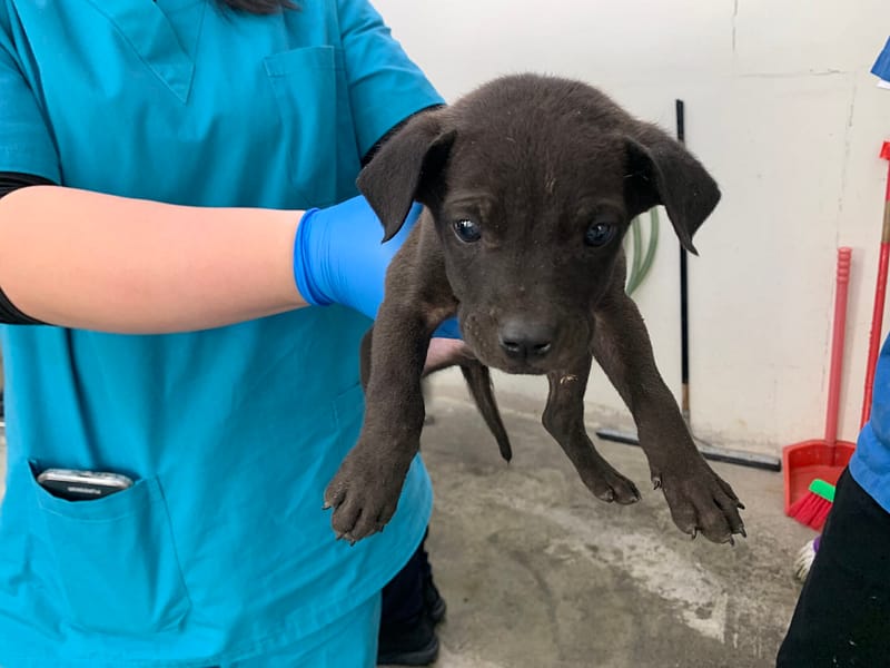 【待認養】混種犬 狗 (男生) - 臺北市動物之家